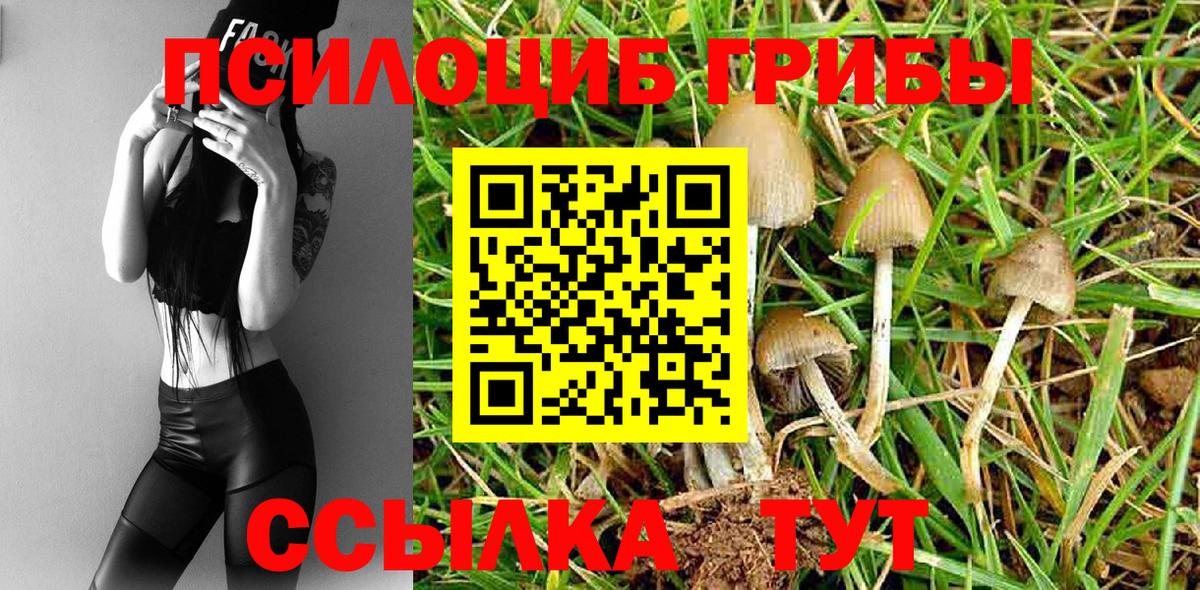 Псилоцибиновые грибы Cubensis Бахчисарай